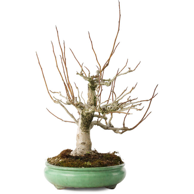 Magnolia stellata, 32 cm, ± 30 años, con un nebari de 14 cm, en una maceta japonesa hecha a mano por Shuhou