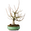 Magnolia stellata, 32 cm, ± 30 jaar oud, met een nebari van 14 cm, in een handgemaakte Japanse pot van Shuhou