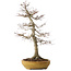 Acer palmatum, 74 cm, ± 35 years old, in a handmade Japanese pot