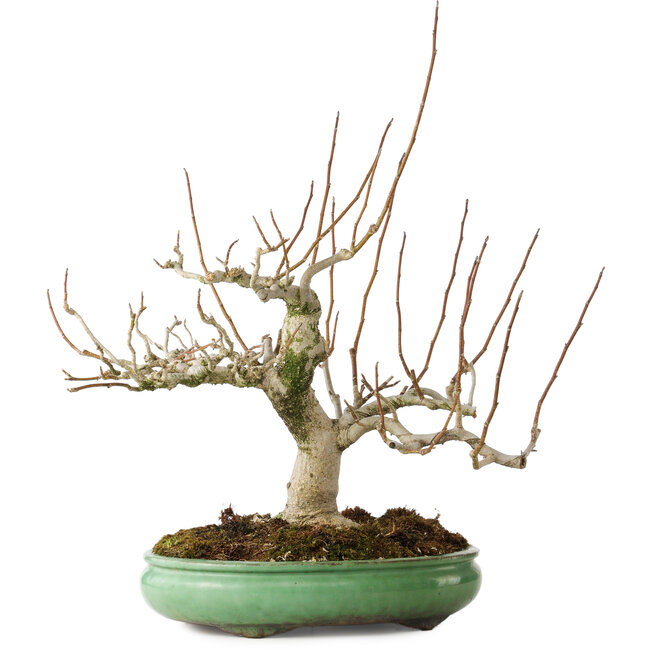 Magnolia stellata, 32 cm, ± 30 jaar oud, met een nebari van 14 cm, in een handgemaakte Japanse pot van Shuhou