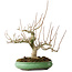 Magnolia stellata, 32 cm, ± 30 jaar oud, met een nebari van 14 cm, in een handgemaakte Japanse pot van Shuhou