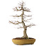 Acer palmatum, 74 cm, ± 35 jaar oud, in een handgemaakte Japanse pot