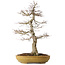 Acer palmatum, 74 cm, ± 35 jaar oud, in een handgemaakte Japanse pot