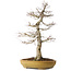 Acer palmatum, 74 cm, ± 35 jaar oud, in een handgemaakte Japanse pot