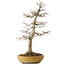 Acer palmatum, 74 cm, ± 35 jaar oud, in een handgemaakte Japanse pot