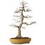 Acer palmatum, 74 cm, ± 35 jaar oud, in een handgemaakte Japanse pot
