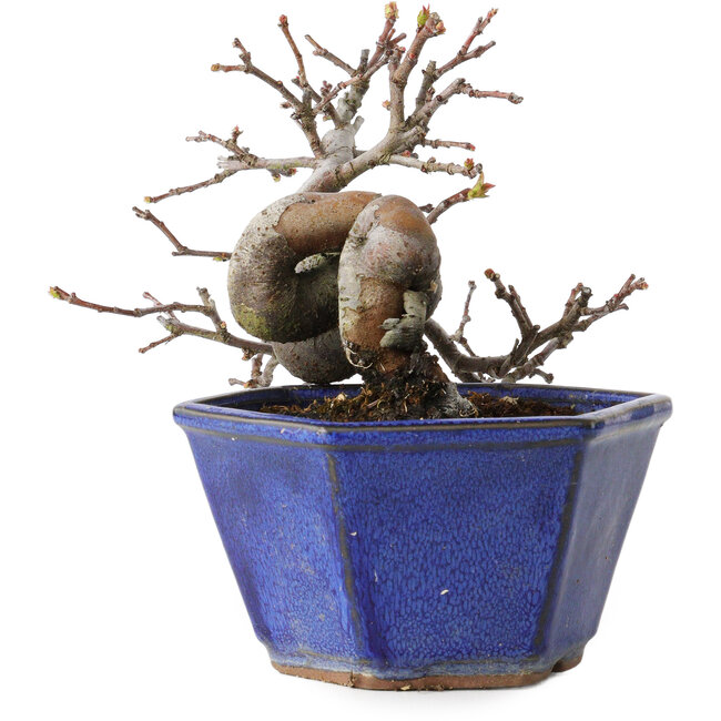 Pseudocydonia sinensis, 12 cm, ± 15 Jahre alt