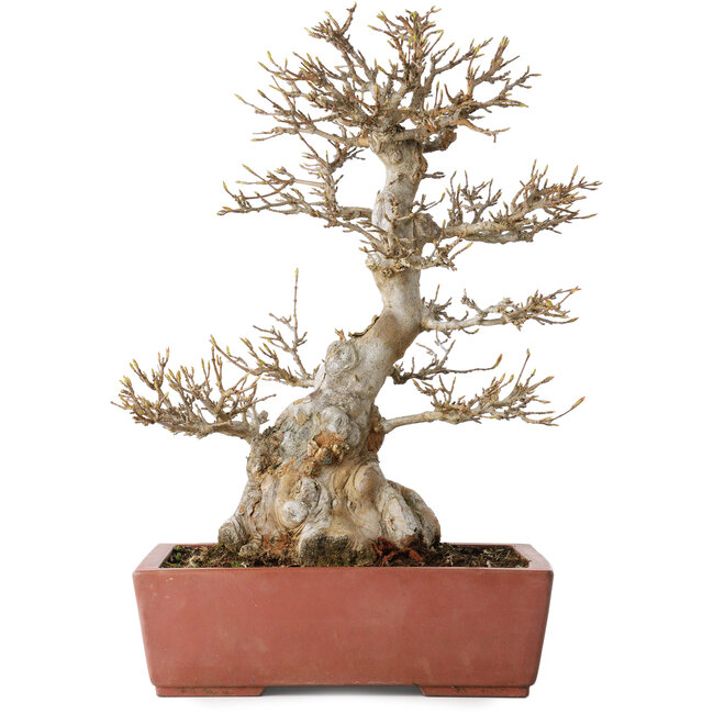 Acer buergerianum, 35 cm, ± 30 jaar oud