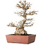 Acer buergerianum, 35 cm, ± 30 años