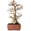 Acer buergerianum, 35 cm, ± 30 jaar oud