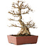 Acer buergerianum, 35 cm, ± 30 jaar oud