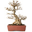 Acer buergerianum, 35 cm, ± 30 jaar oud