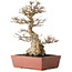 Acer buergerianum, 35 cm, ± 30 jaar oud
