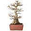 Acer buergerianum, 35 cm, ± 30 jaar oud