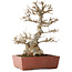Acer buergerianum, 35 cm, ± 30 jaar oud