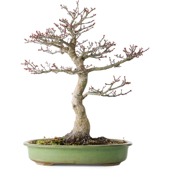 Acer palmatum Shishigashira, 38 cm, ± 20 jaar oud, met een nebari van 13 cm