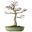 Acer palmatum Shishigashira, 38 cm, ± 20 jaar oud, met een nebari van 13 cm