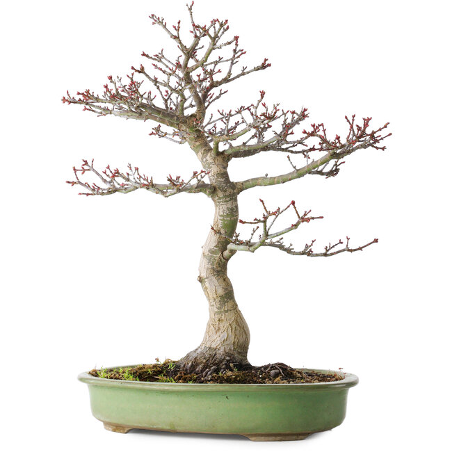 Acer palmatum Shishigashira, 38 cm, ± 20 ans, avec un nebari de 13 cm