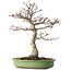 Acer palmatum Shishigashira, 38 cm, ± 20 ans, avec un nebari de 13 cm