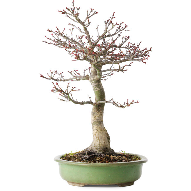 Acer palmatum Shishigashira, 38 cm, ± 20 años, con un nebari de 13 cm