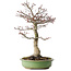 Acer palmatum Shishigashira, 38 cm, ± 20 jaar oud, met een nebari van 13 cm