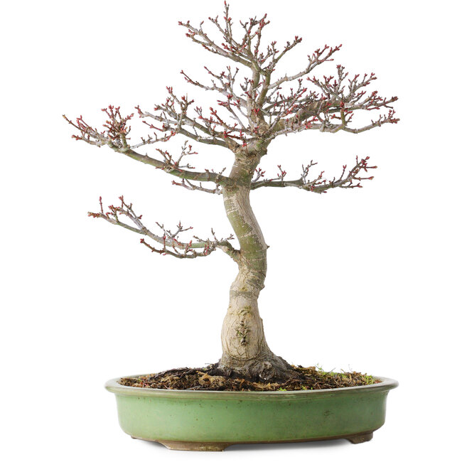 Acer palmatum Shishigashira, 38 cm, ± 20 Jahre alt, mit einem Nebari von 13 cm