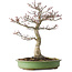 Acer palmatum Shishigashira, 38 cm, ± 20 jaar oud, met een nebari van 13 cm