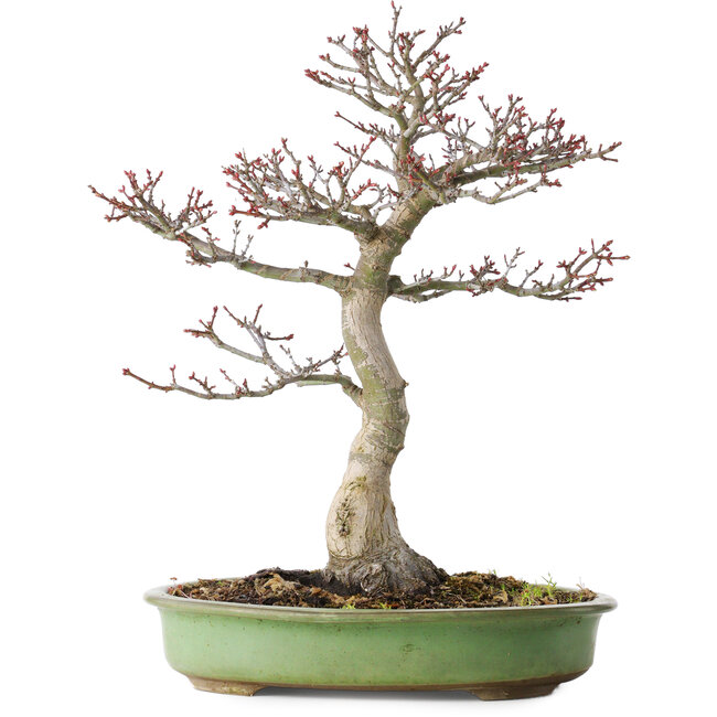 Acer palmatum Shishigashira, 38 cm, ± 20 years old, with a nebari of 13 cm