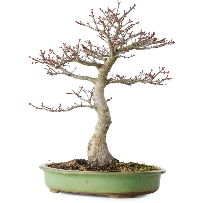 Acer palmatum Shishigashira, 38 cm, ± 20 jaar oud, met een nebari van 13 cm