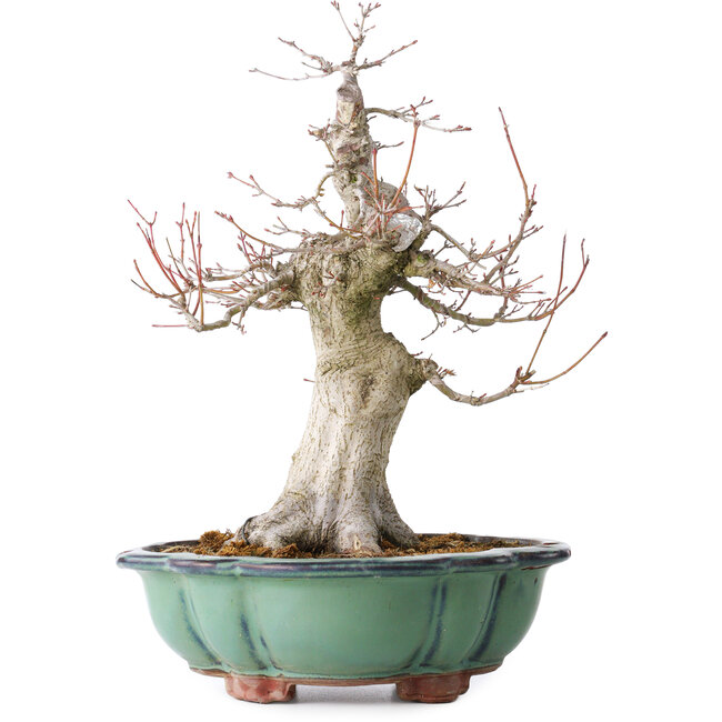 Acer palmatum, 37 cm, ± 30 jaar oud, met een nebari van 15 cm, in een gebroken pot