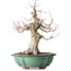 Acer palmatum, 37 cm, ± 30 jaar oud, met een nebari van 15 cm, in een gebroken pot