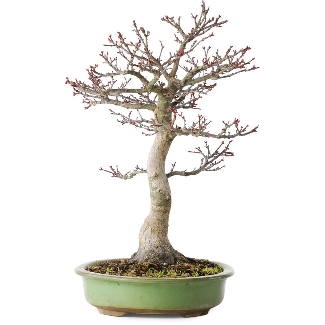 Acer palmatum Shishigashira, 38 cm, ± 20 anni, con un nebari di 13 cm