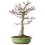 Acer palmatum Shishigashira, 38 cm, ± 20 jaar oud, met een nebari van 13 cm