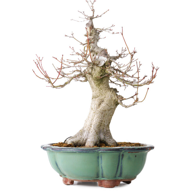 Acer palmatum, 37 cm, ± 30 anni, con un nebari di 15 cm, in un vaso rotto