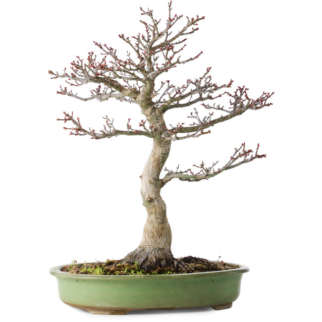 Acer palmatum Shishigashira, 38 cm, ± 20 Jahre alt, mit einem Nebari von 13 cm