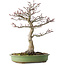 Acer palmatum Shishigashira, 38 cm, ± 20 jaar oud, met een nebari van 13 cm