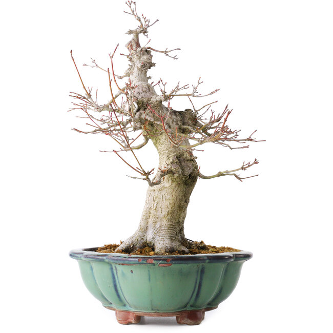 Acer palmatum, 37 cm, ± 30 años, con un nebari de 15 cm, en maceta rota
