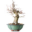 Acer palmatum, 37 cm, ± 30 jaar oud, met een nebari van 15 cm, in een gebroken pot