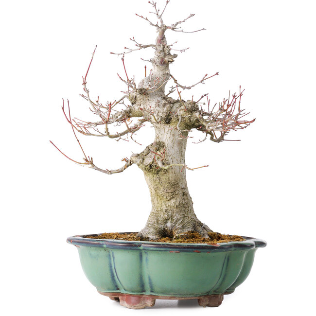 Acer palmatum, 37 cm, ± 30 Jahre alt, mit einem Nebari von 15 cm, in einem zerbrochenen Topf