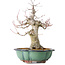 Acer palmatum, 37 cm, ± 30 jaar oud, met een nebari van 15 cm, in een gebroken pot