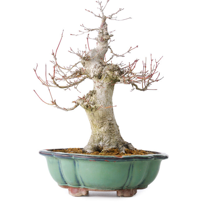 Acer palmatum, 37 cm, ± 30 jaar oud, met een nebari van 15 cm, in een gebroken pot