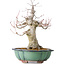 Acer palmatum, 37 cm, ± 30 jaar oud, met een nebari van 15 cm, in een gebroken pot