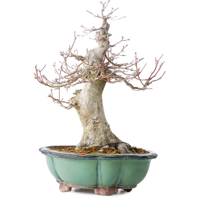 Acer palmatum, 37 cm, ± 30 años, con un nebari de 15 cm, en maceta rota