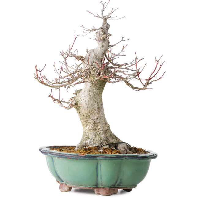 Acer palmatum, 37 cm, ± 30 Jahre alt, mit einem Nebari von 15 cm, in einem zerbrochenen Topf