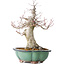Acer palmatum, 37 cm, ± 30 jaar oud, met een nebari van 15 cm, in een gebroken pot