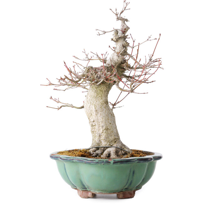 Acer palmatum, 37 cm, ± 30 Jahre alt, mit einem Nebari von 15 cm, in einem zerbrochenen Topf