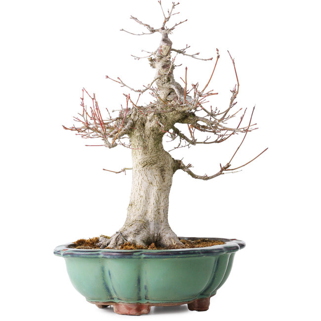 Acer palmatum, 37 cm, ± 30 jaar oud, met een nebari van 15 cm, in een gebroken pot