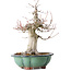 Acer palmatum, 37 cm, ± 30 jaar oud, met een nebari van 15 cm, in een gebroken pot