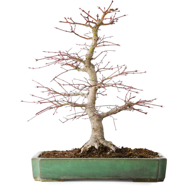 Acer palmatum, 48 cm, ± 25 jaar oud, met een nebari van 12 cm, in een handgemaakte Japanse pot van Yamafusa