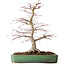 Acer palmatum, 48 cm, ± 25 jaar oud, met een nebari van 12 cm, in een handgemaakte Japanse pot van Yamafusa